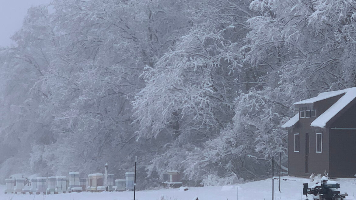 How do honey bees survive our cold winters?