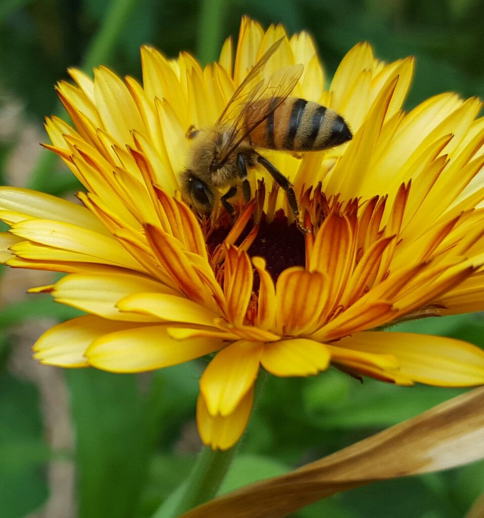 7_4_16 BEE IN YELLOW CALENDULA PEORIA 2