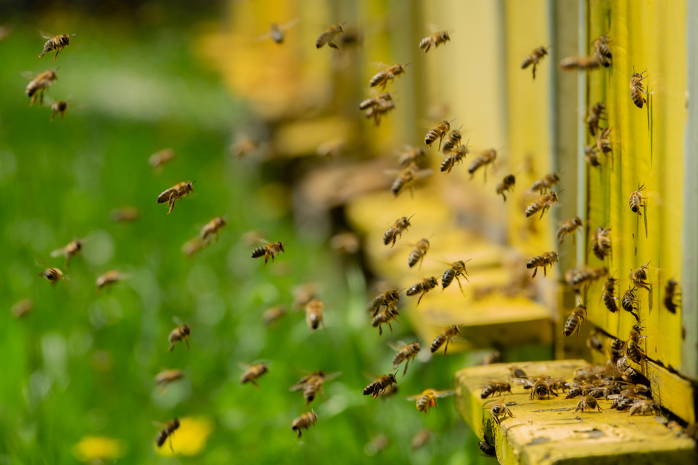 Bees,Bring,Pollen,Into,The,Apiary