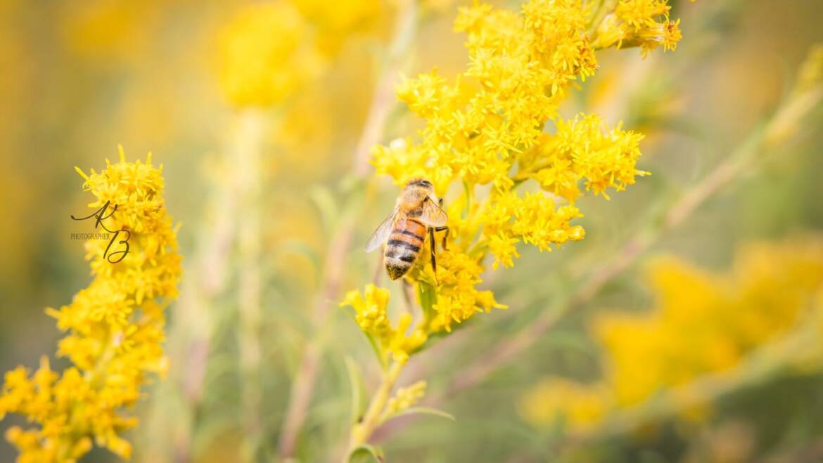 ‘The nectar collection for fall honey is beginning!